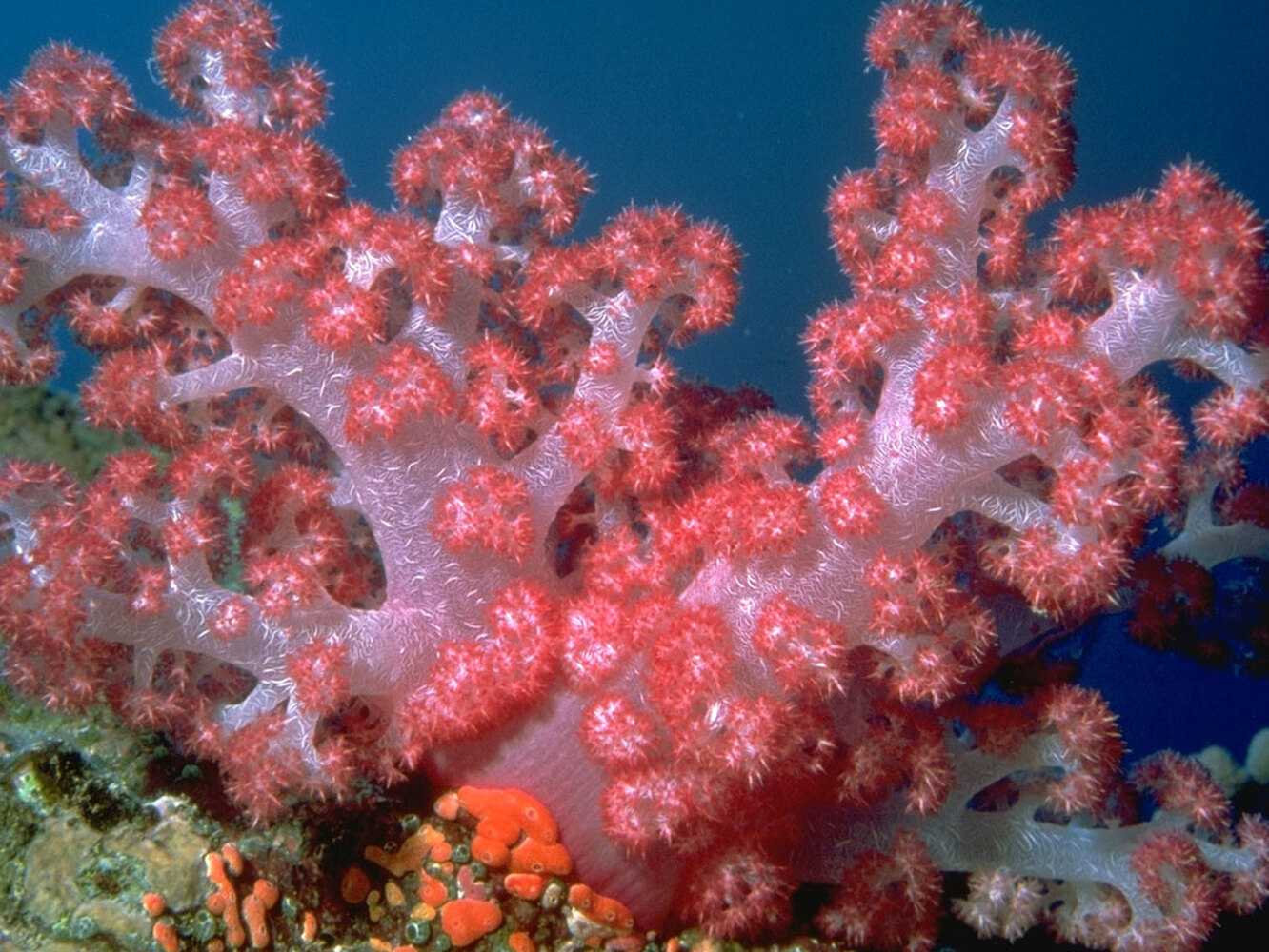 Коралловый — цвет 2020 года: с чем его сочетать, фото